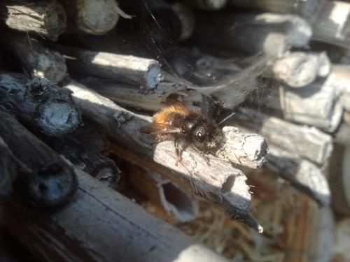 Osmia cornuta
